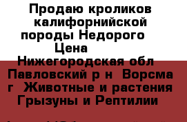 Продаю кроликов калифорнийской породы,Недорого. › Цена ­ 500 - Нижегородская обл., Павловский р-н, Ворсма г. Животные и растения » Грызуны и Рептилии   